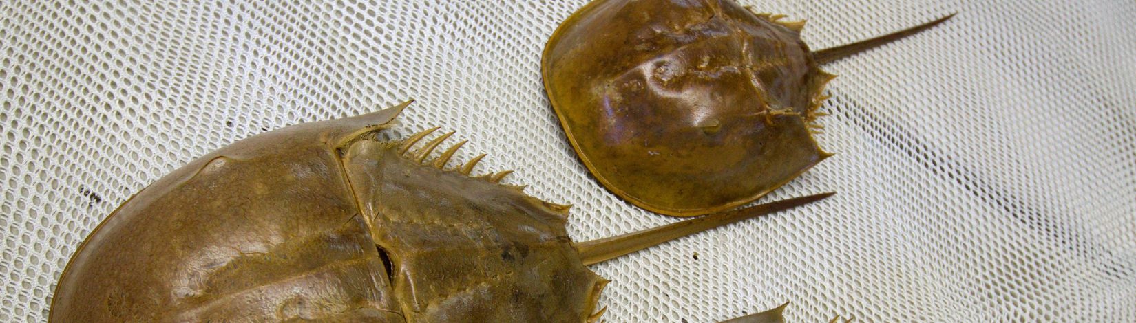 Horseshoe crab shells.