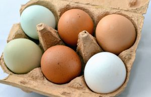 a carton of six chicken eggs of different colors, including white, light-blue, olive green, tan and brown