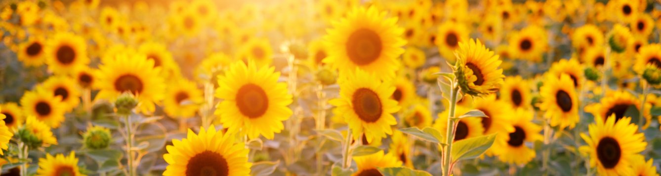 Sowing seeds, Community Gardens-style - UF/IFAS Extension Sarasota County