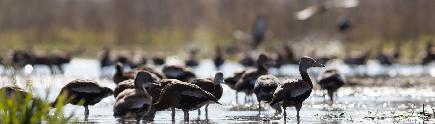 Paynes Prairie wildlife.