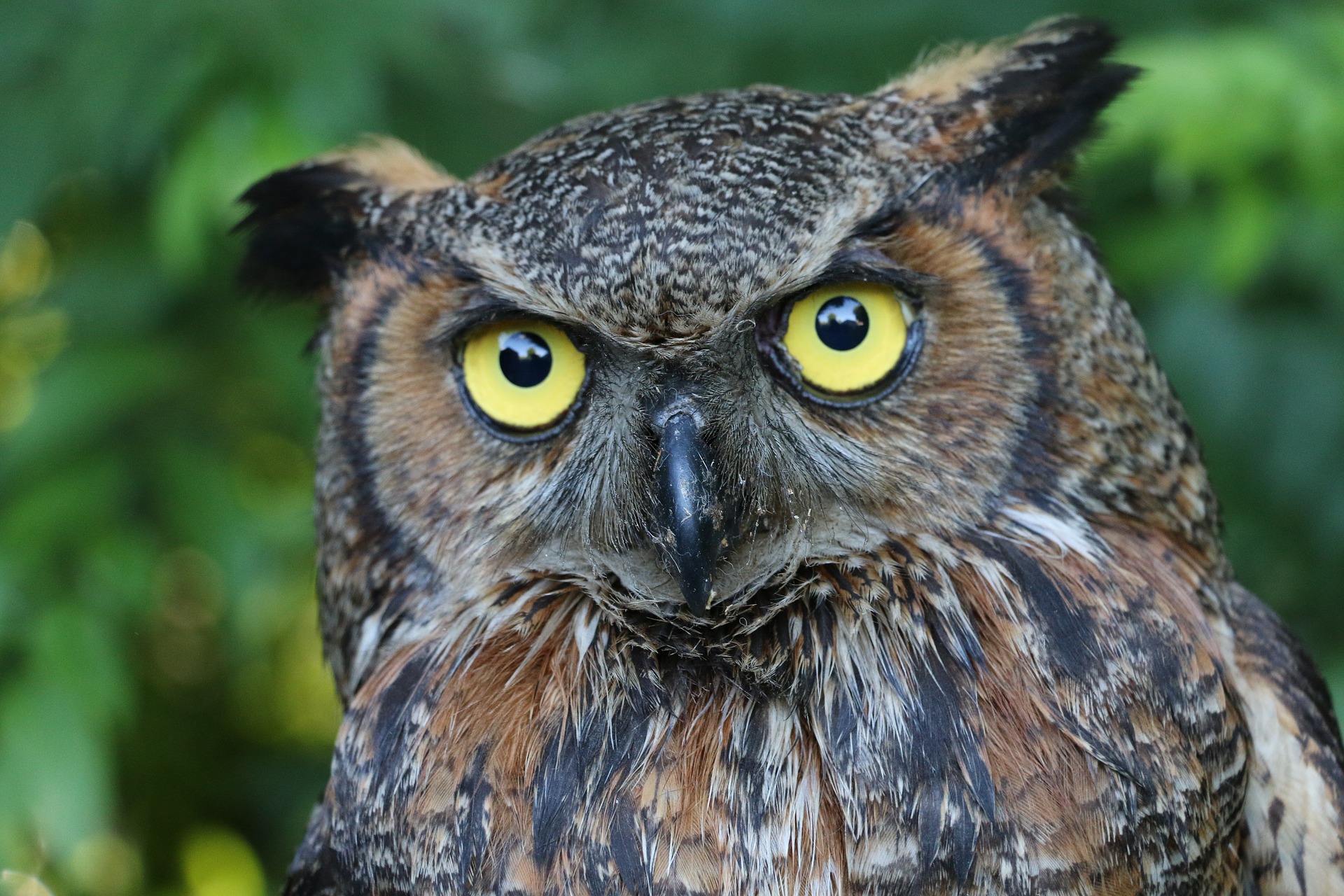 Be-at-home with Nature series: Great horned owls - UF/IFAS Extension
