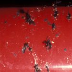 lovebugs splatted on car grill