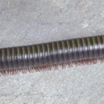 Yellow-striped millipede. [photo credit: L. Buss, UF]