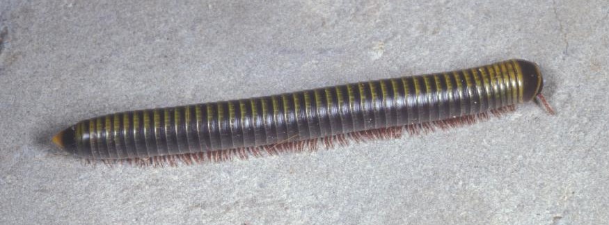Millipedes: annoying, but important - UF/IFAS Extension Sarasota County