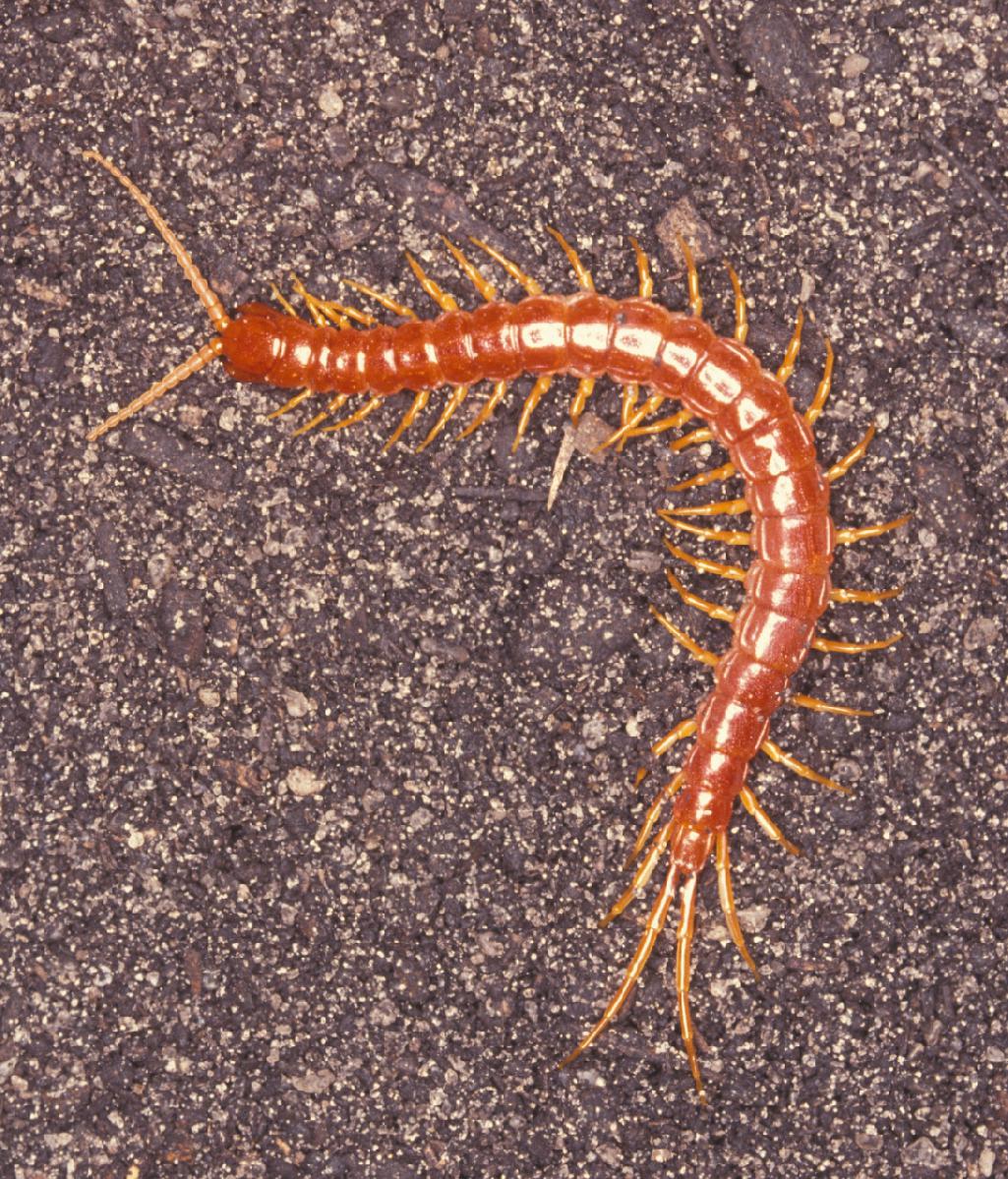 How to Control & Prevent Centipedes