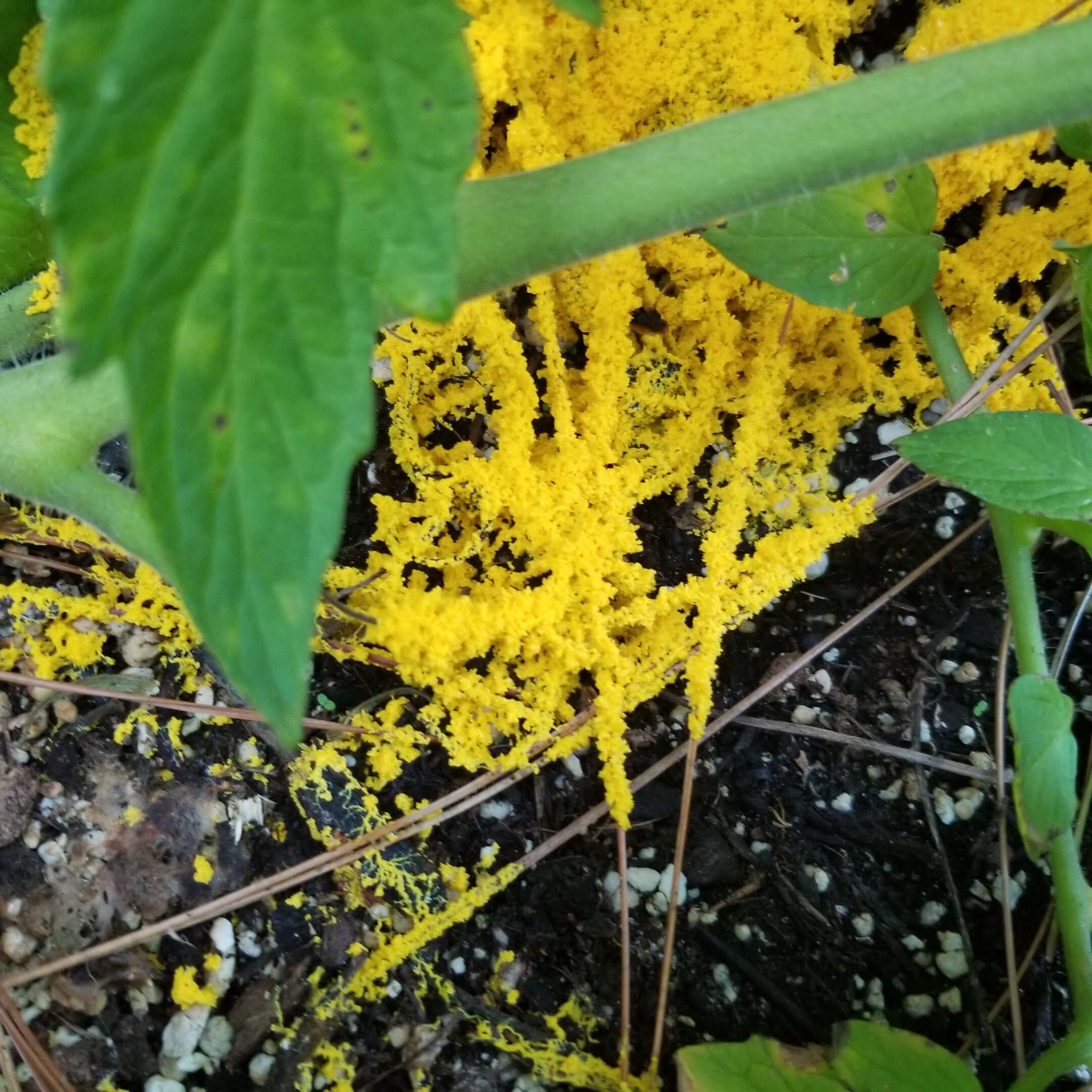 Yellow Slime Mold  New Hampshire Garden Solutions