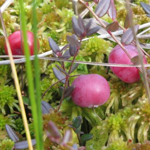 Cranberries grow on the plant. [CREDIT: Katt Neeme, Pixabay.com]