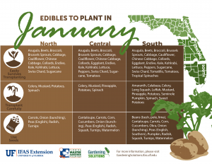table layout of what edibles to plant, by Florida region, in January