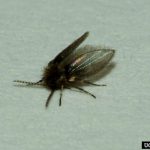 Drain fly
