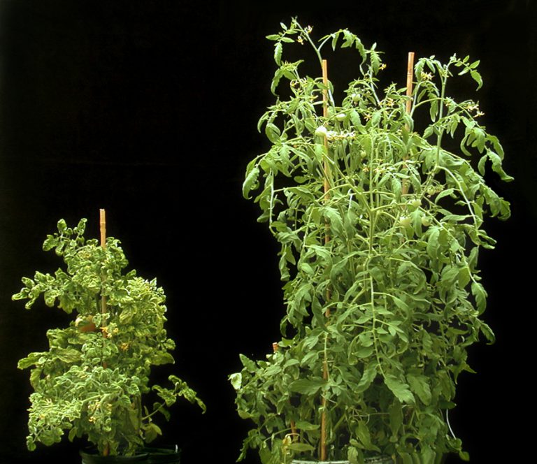 Edible Gardening Series Question of the Week Tomato Yellow Leaf Curl