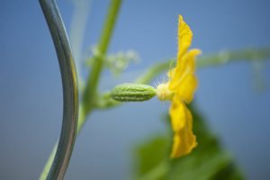 Newly forming cucumber with flower still attached.