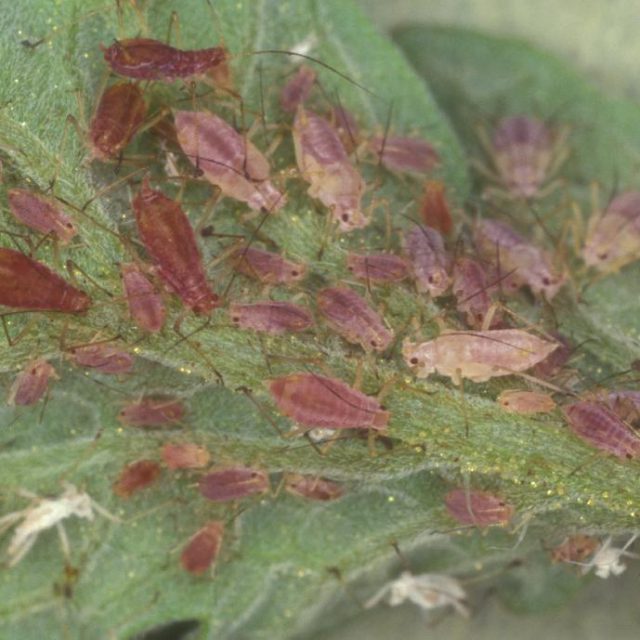 Edible Gardening Series: Question of the Week - Aphids - UF/IFAS ...