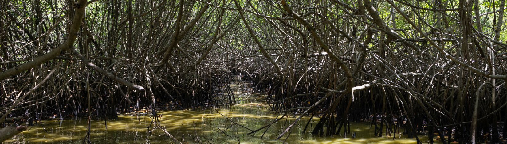 World Wildlife Day And Mangroves - UF/IFAS Extension Sarasota County