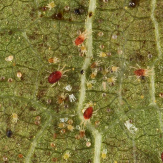 Edible Gardening Series: Question of the Week – spider mites - UF/IFAS ...