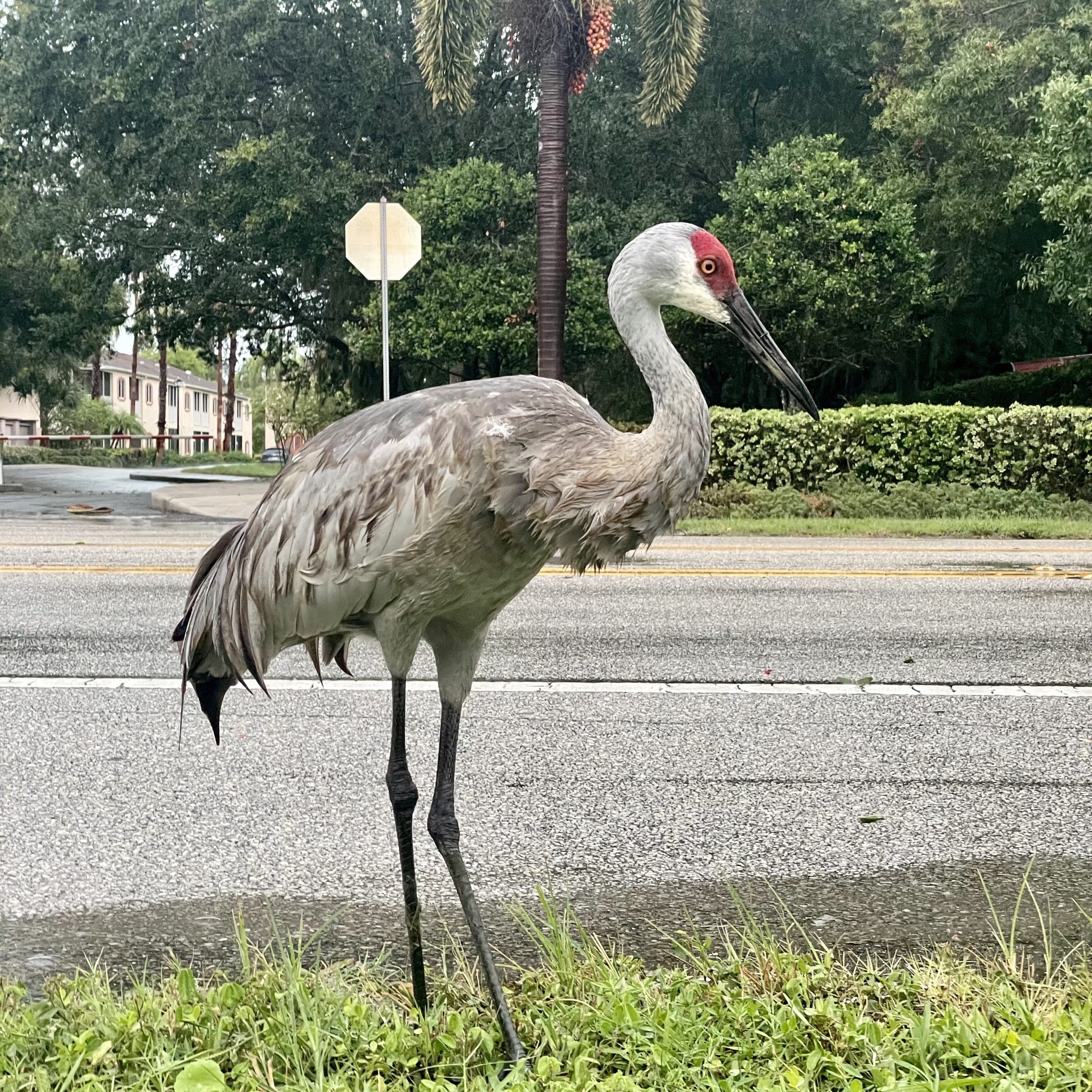 Wild Sarasota Sandhill Cranes Stand Out UF IFAS Extension Sarasota County