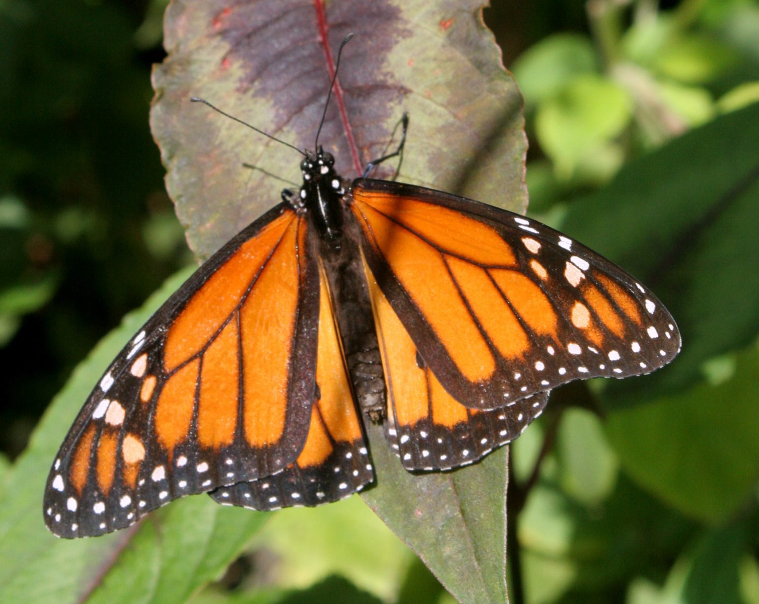 Active Aliforms Monarch Moving Butterfly