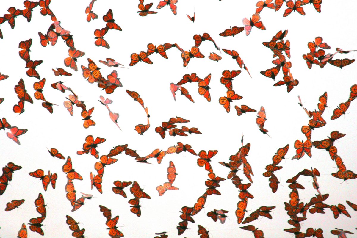 Wild Sarasota Magnificent monarch butterflies in peril UF/IFAS