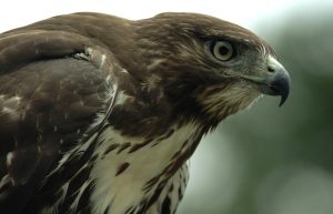 close up image of a Cooper's hawk.