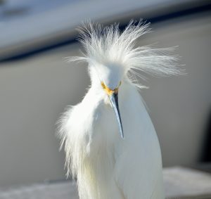 photo of a snowy egret, a small white bird with showy breeding plumage