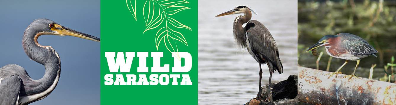 Tricolored Heron Identification, All About Birds, Cornell Lab of