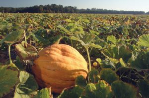A large pumpkin grows in a northern Florida farm field. [CREDIT: UF/IFAS, Eric Zamora]