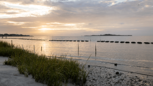 A "living shoreline" helps protect a Cedar Key waterfront setting. [CREDIT: UF/IFAS]