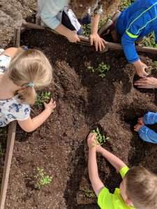 children with their hands in a raised bed digging and planting