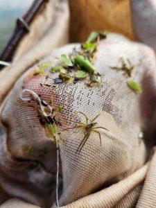 Fishing spider and plant matter inside a dipnet