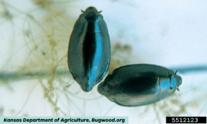 Whirligig beetle