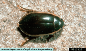 Predaceous diving beetle