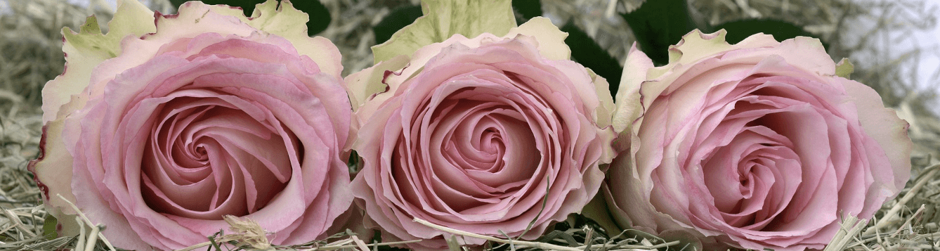 three pink roses set side by side on the ground. [credit: pixabay.com]