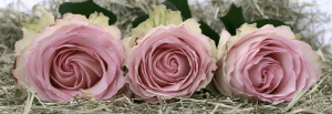 three pink roses set side by side on the ground. [credit: pixabay.com]