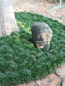 Dwarf mondo grass around tree with decorative rock
