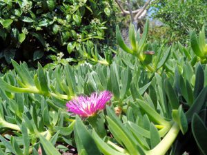 Ice plant with pink flowers and succulent leaves