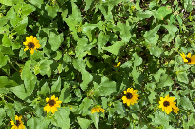 Small, cheery, yellow flowers with black centers against a background of green leaves