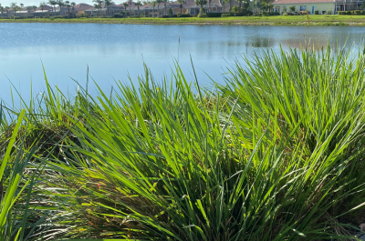 Photo depicting bunches of tall green grass in front of a stormwater pond