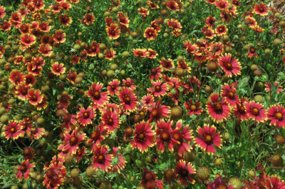 Deep red daily-like flowers with orange and yellow margins against a background of green foliage