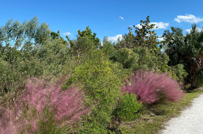 Bright pink muhly grassed among green shrubs