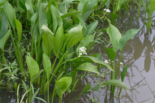 Duck Potato growing in shallow water, displaying delicate white blooms and lance-shaped leaves