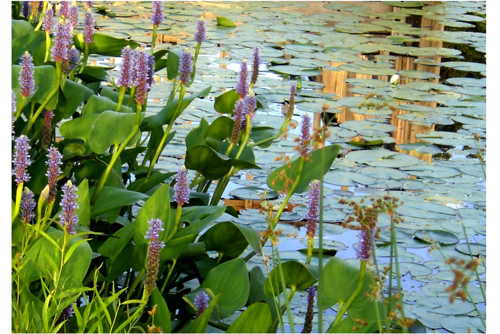 Pickerelweed emerging from water, displaying purple blooms and spade-shaped leaves