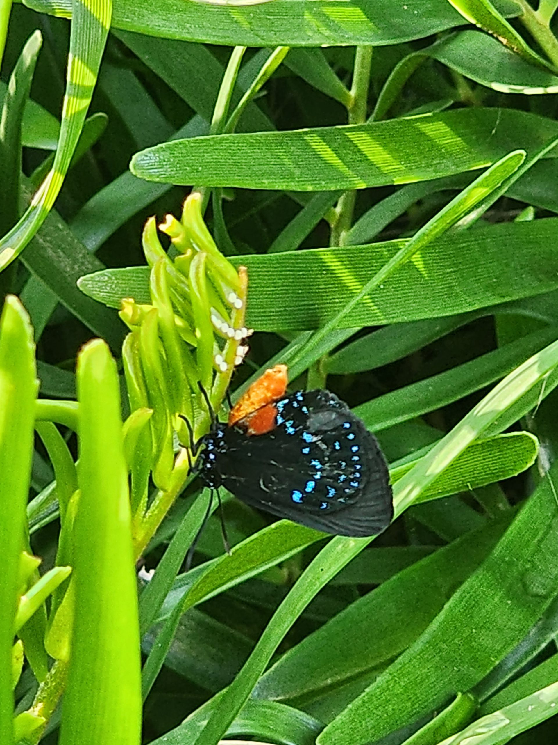 Atala laying eggs on a coontie plant.