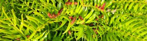 Atala caterpillars on Coontie