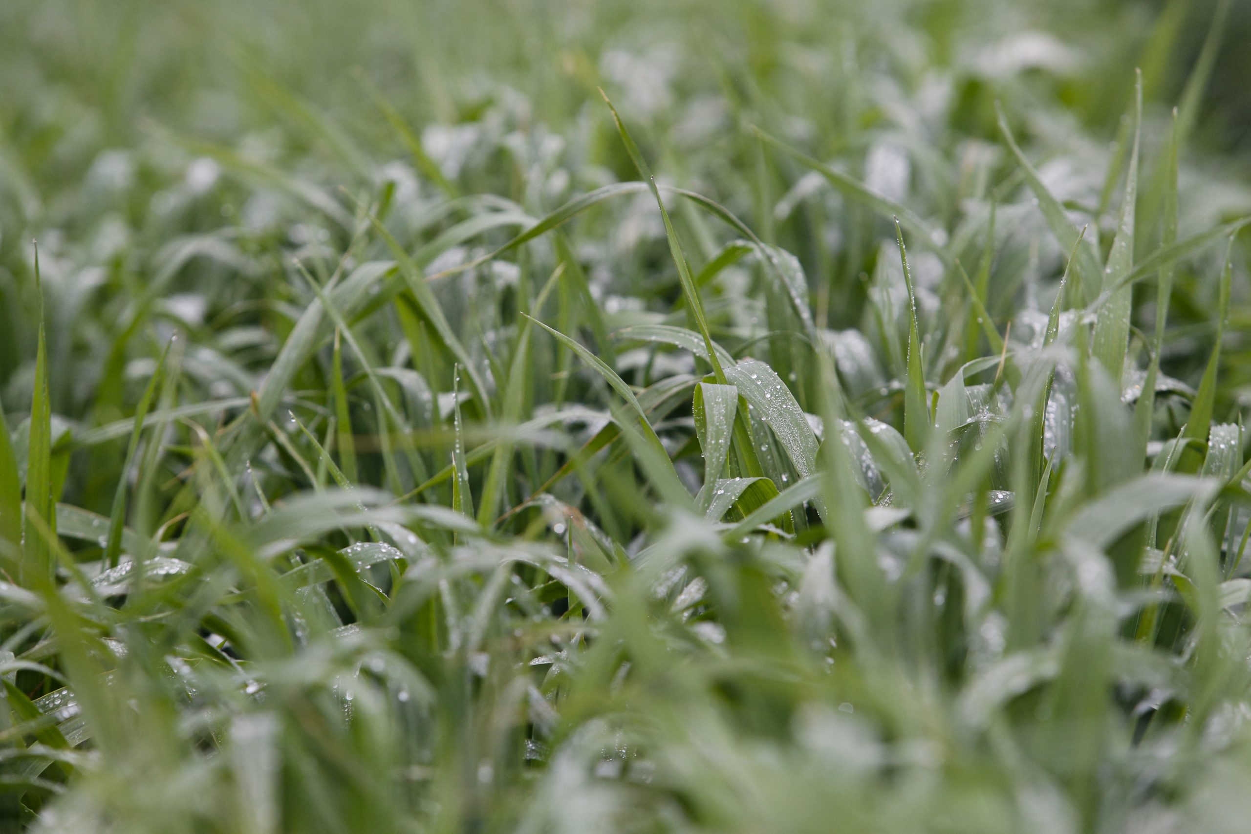 Grass covered in drops of rain