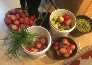 Image of buckets filled with apples, onions, and peas