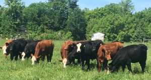 Image of calves eating grass in a pasture