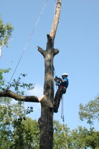 A certified arborist using a chainsaw while climbing a tree. 