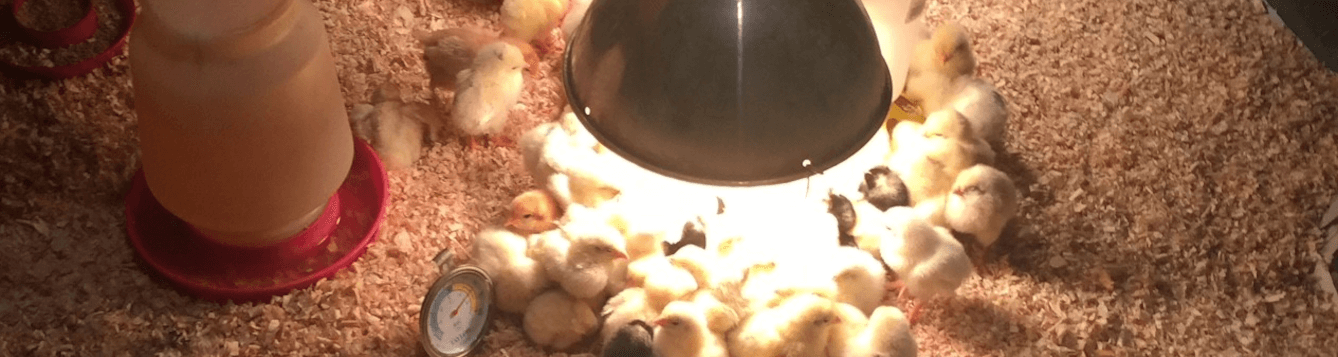 Batch of new chicks in the brooder, won't be ready for pastures for weeks. [CREDIT: UF/IFAS Extension Sarasota County, Rod Greder]