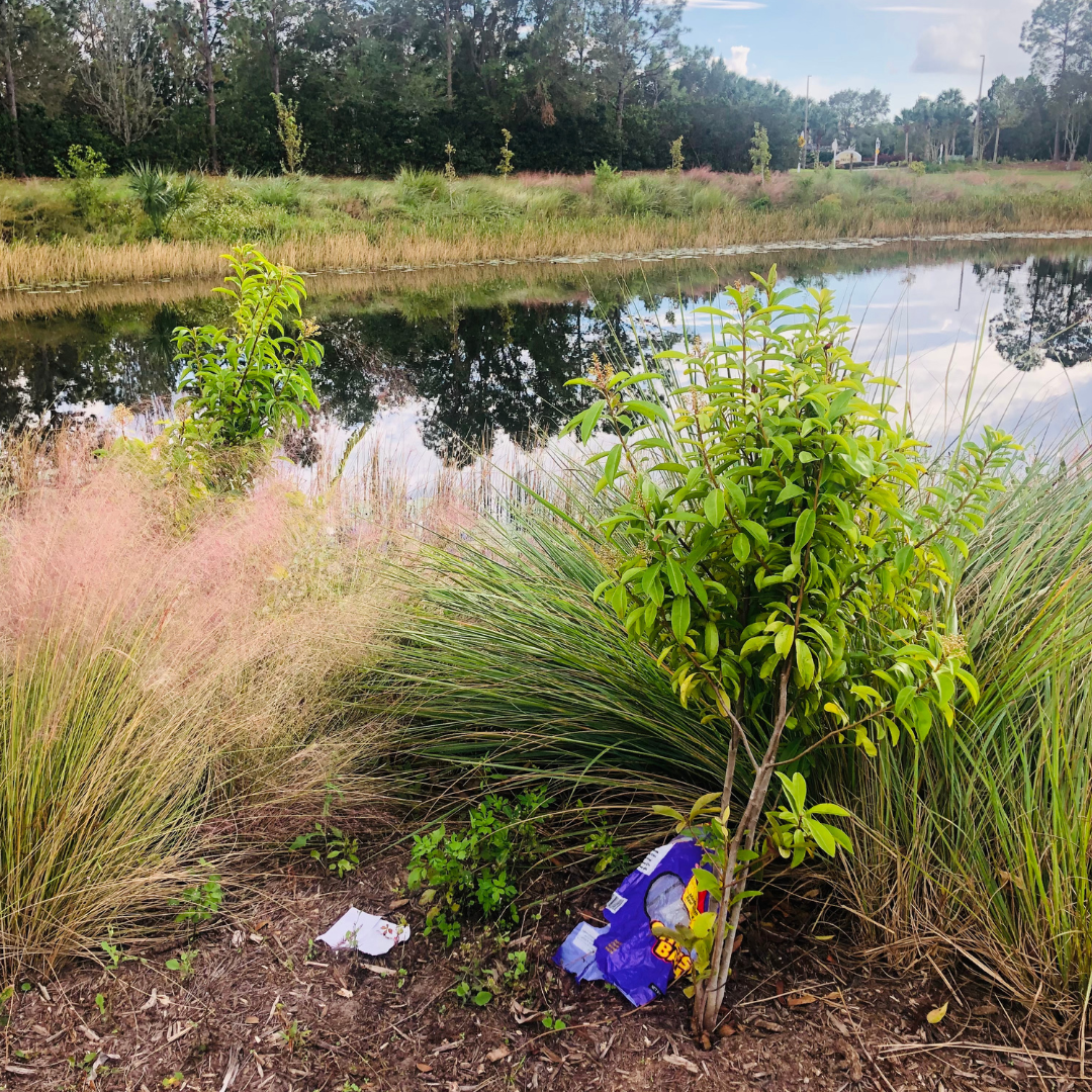 photo of a stormwater pond surrounded by tall grasses, with plastic food wrappers in the foreground