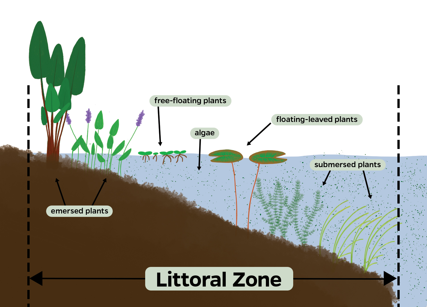 diagram of a littoral zone in cross section