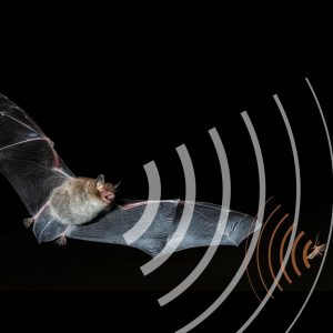 A photo of a bat flying through the night, in pursuit of an insect. sound waves are emitted from the bat, and are shown bouncing off of the insect.